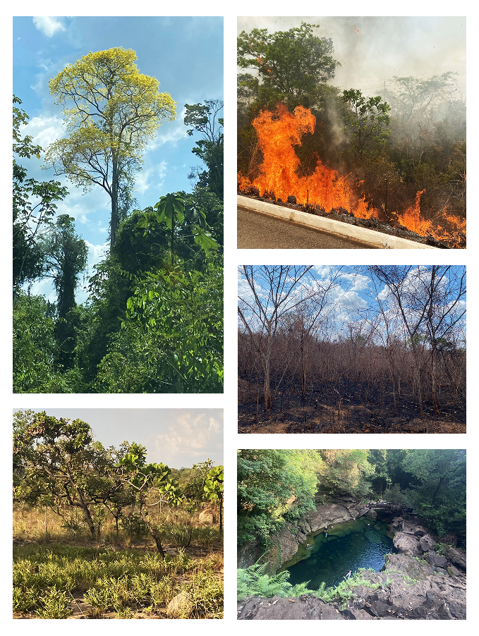 Collage de ecossistemas do Maranhão